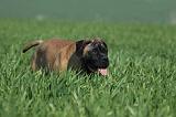 BULLMASTIFF 524